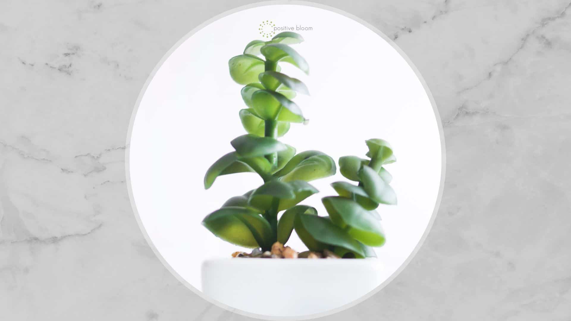 etiolated succulent plant