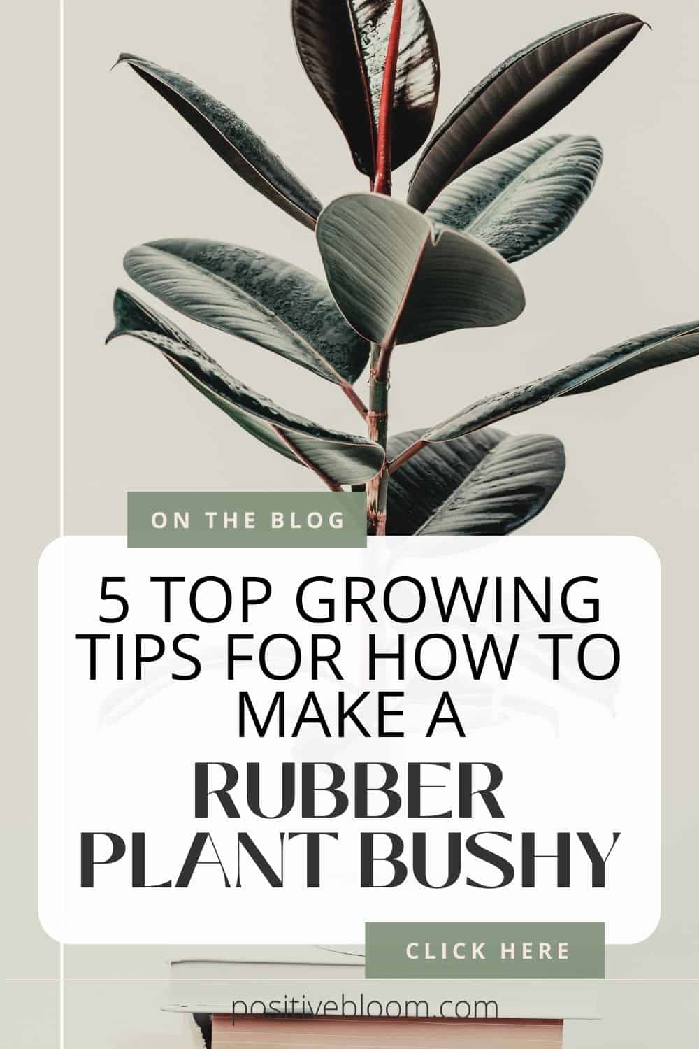 5 Top Growing Tips For How To Make A Rubber Plant Bushy Pinterest