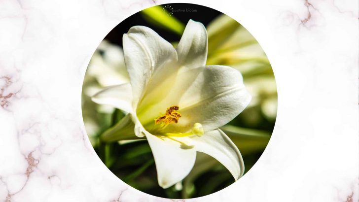 6 Popular Trumpet Lilies And How To Care For Them