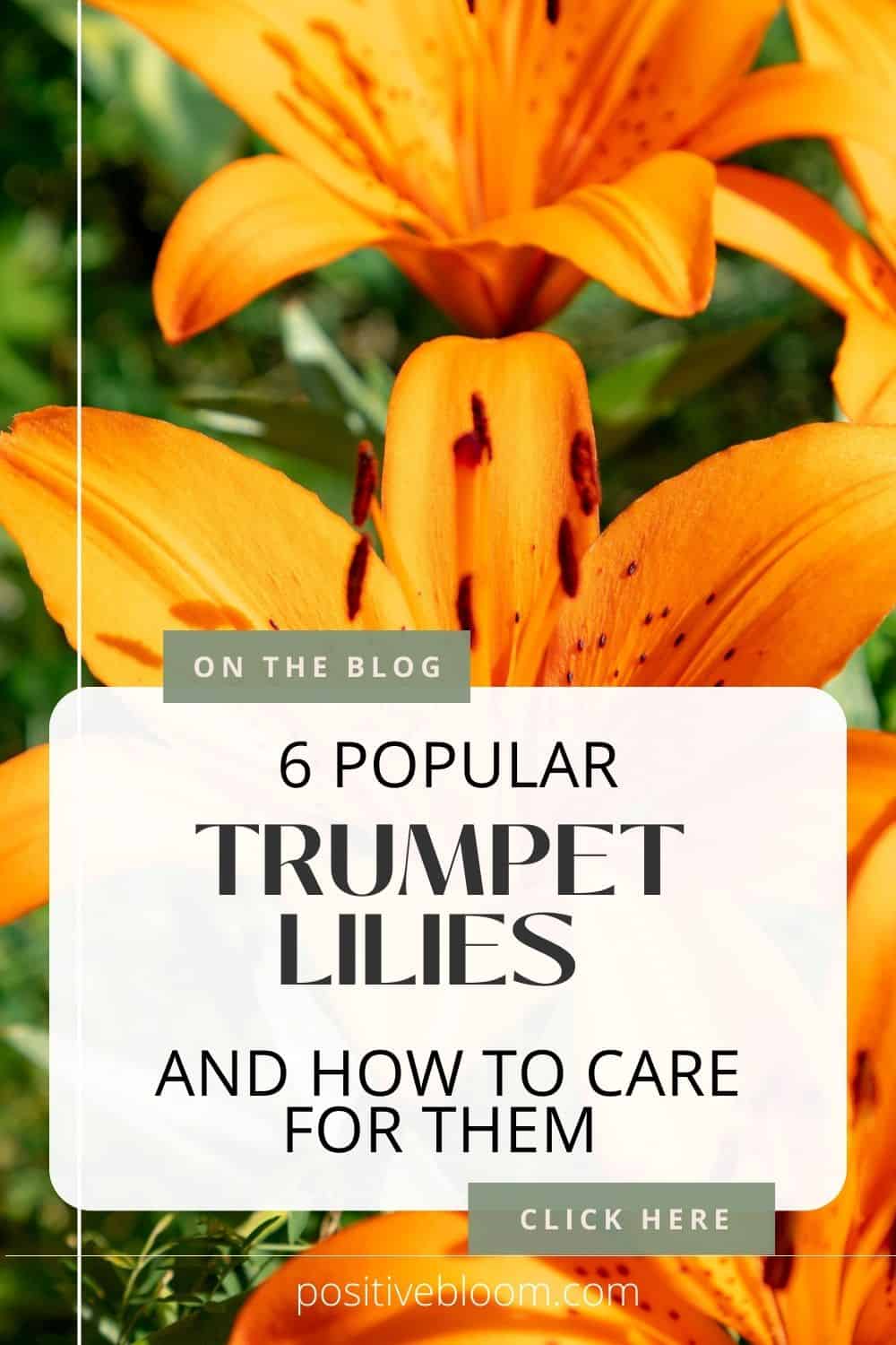 6 Popular Trumpet Lilies And How To Care For Them Pinterest