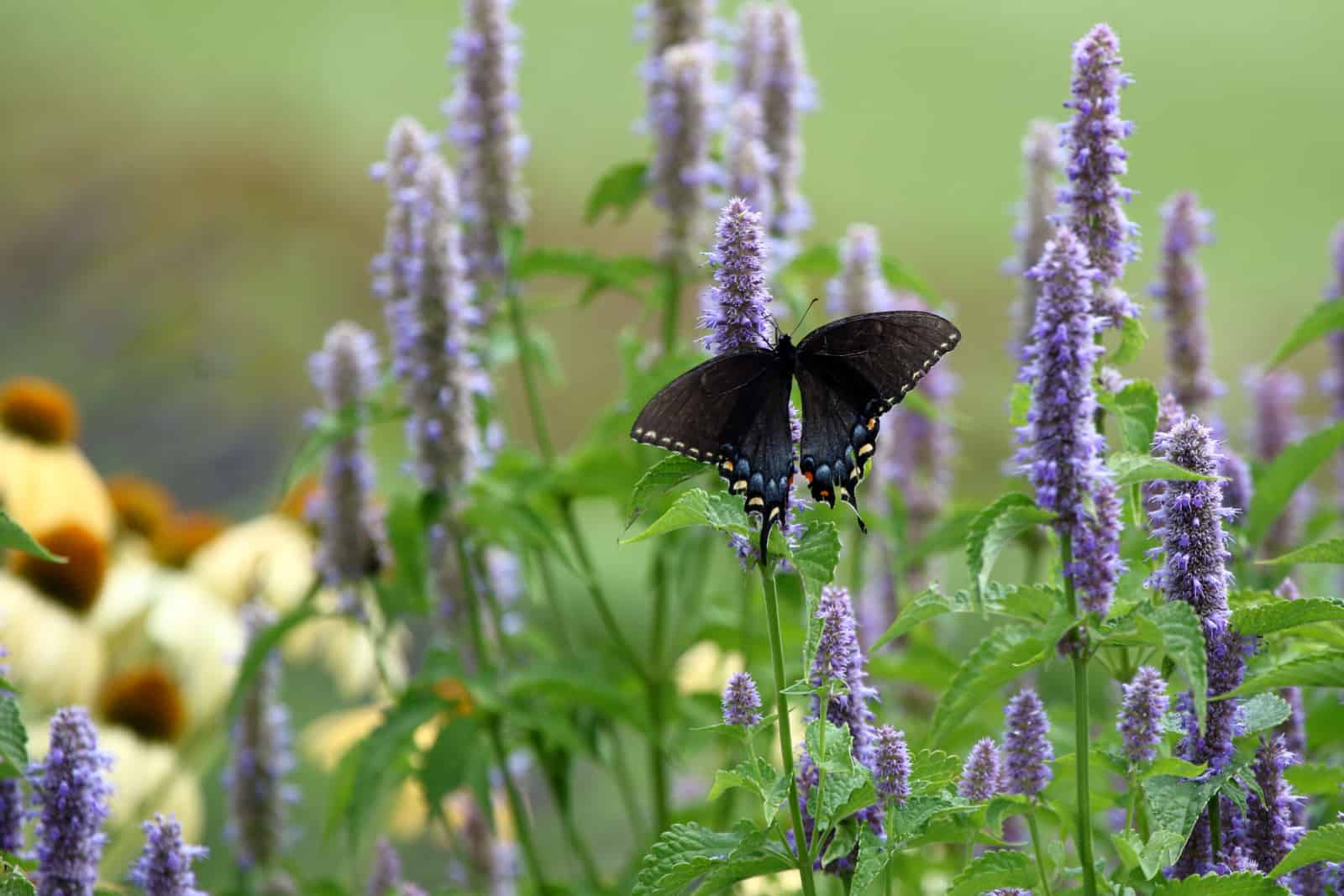 A Black Swallowtail Butterfly Feeds on Anise Hyssop