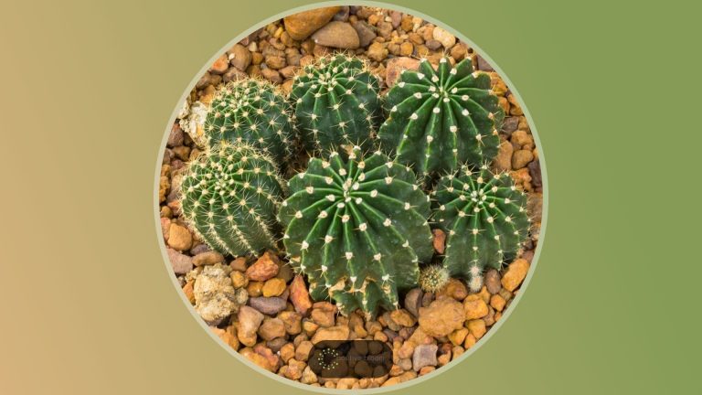 Easter Lily Cactus in pebbles