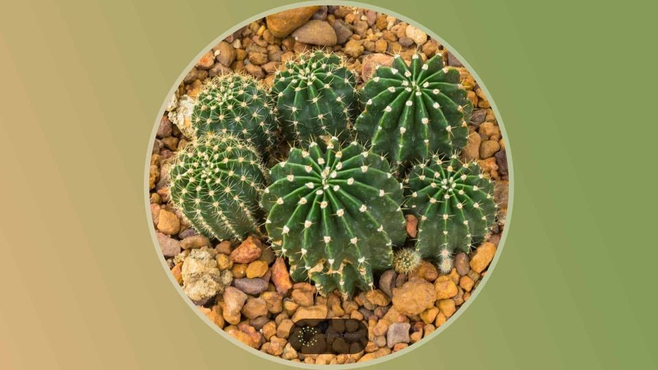 A Complete Care Guide For The Easter Lily Cactus