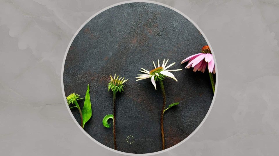 A Complete Guide Through All The Zinnia Growth Stages