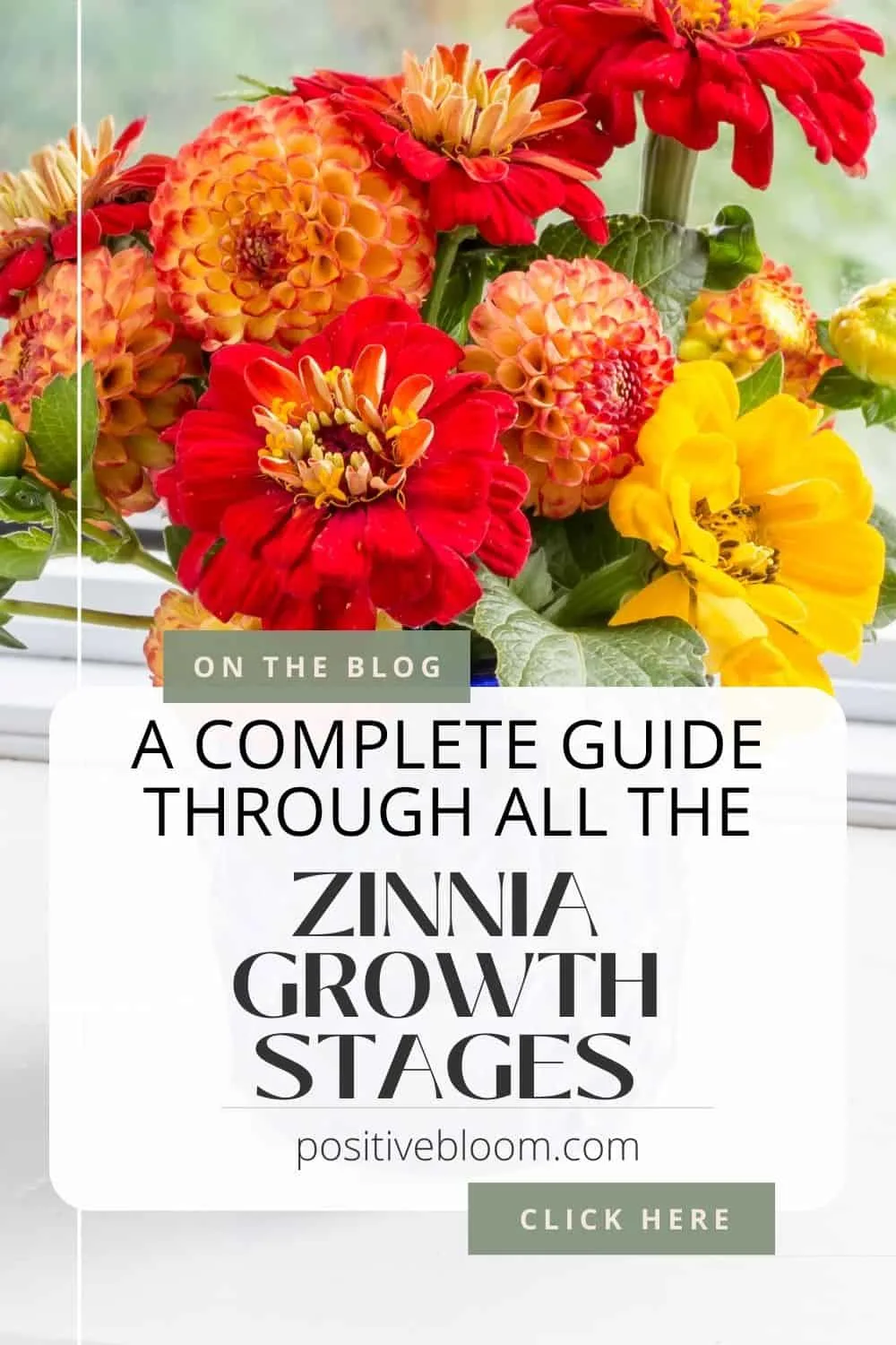 A Complete Guide Through All The Zinnia Growth Stages Pinterest