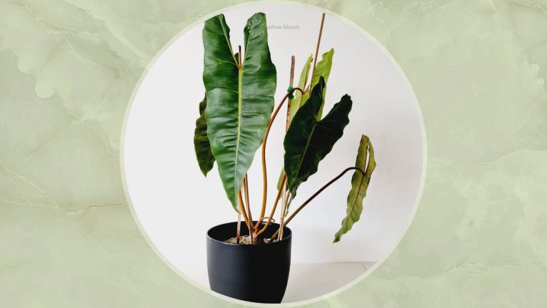 Philodendron plant in pot