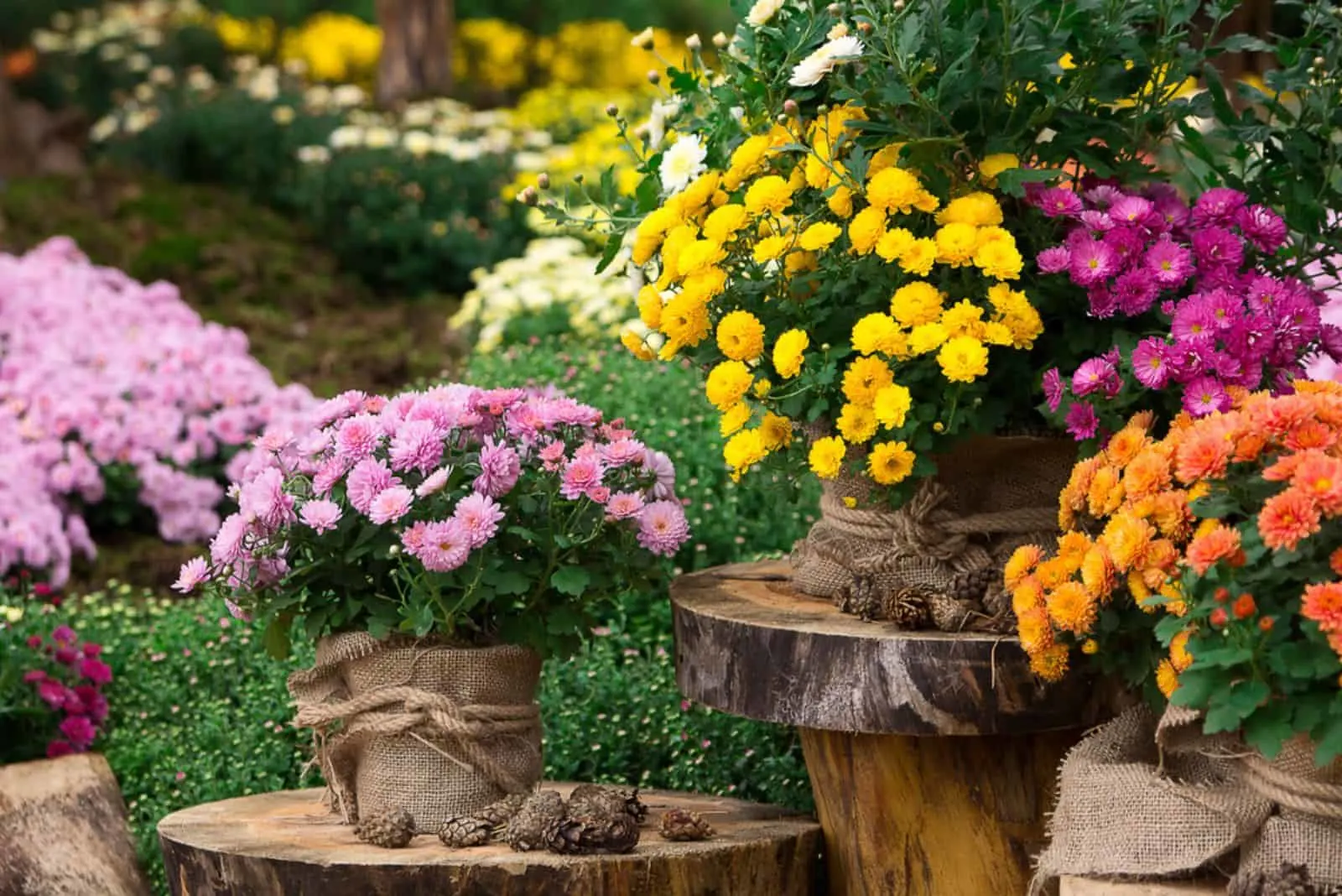 A bouquet of beautiful chrysanthemum flowers outdoors