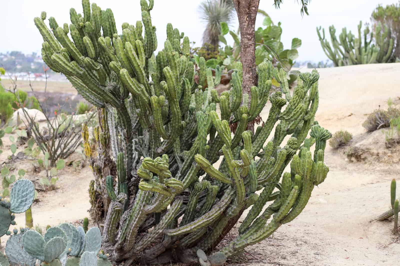 A large blue myrtle cactus in a sandy desert garden