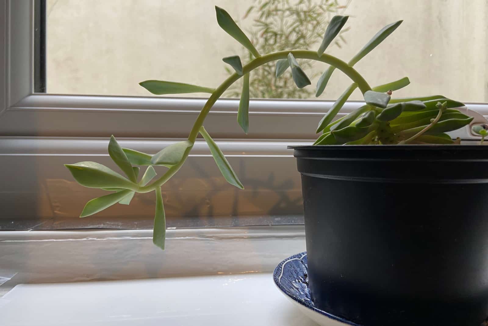 A succulent plant with widely spread leggy leaves and stem indicate it is stretching for light