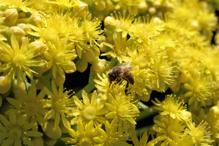 17 Amazing Succulents With Yellow Flowers