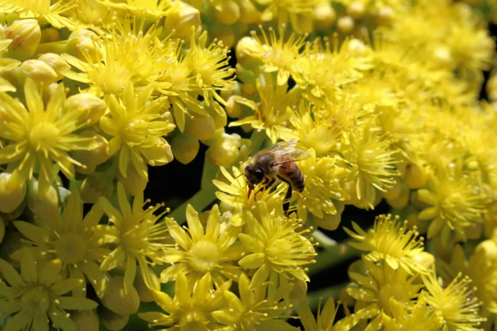 Aeonium Arboreum with yellow flowers
