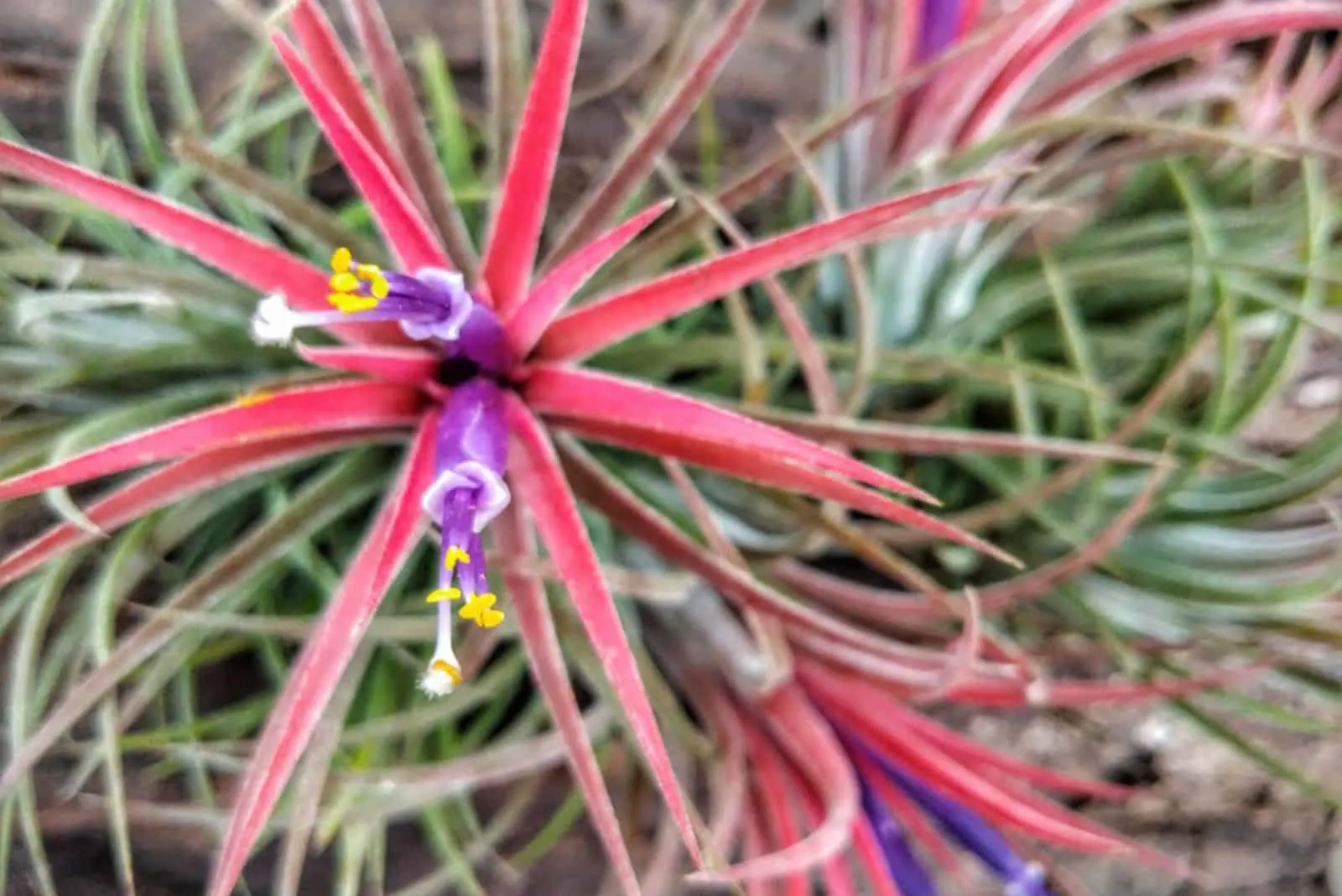 Air plant Tillandsia ionantha work well in a variety of displays