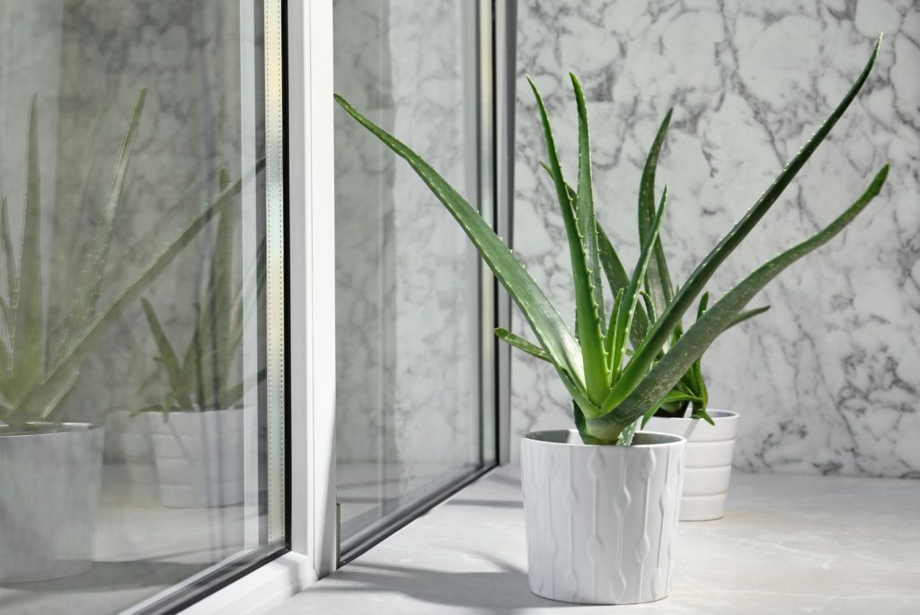 Aloe Vera in a white pot