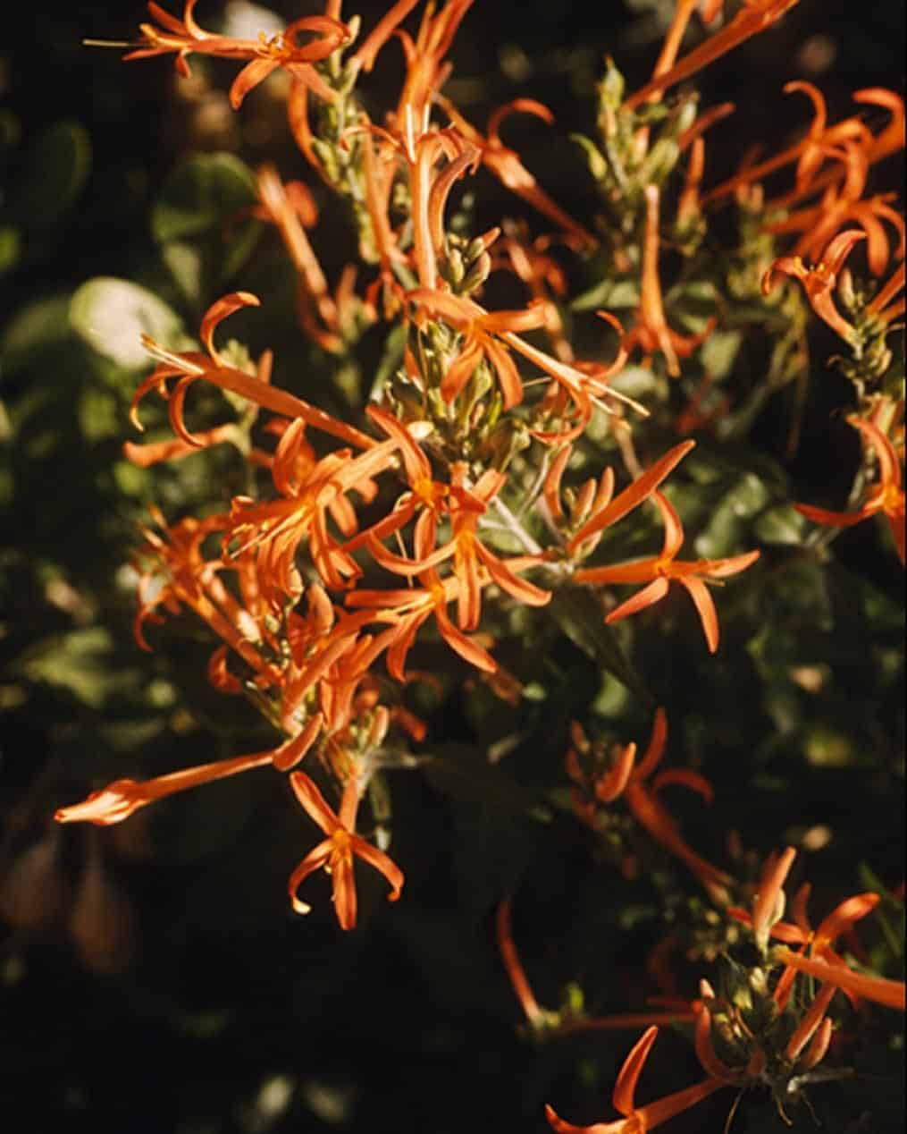 Anisacanthus quadrifidus or hummingbird bush plant
