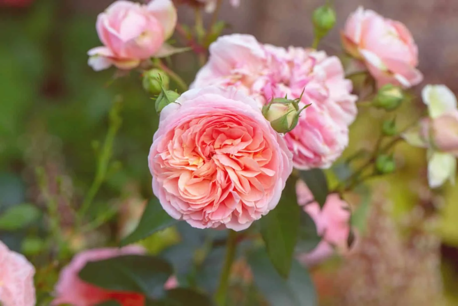 Beautiful english rose