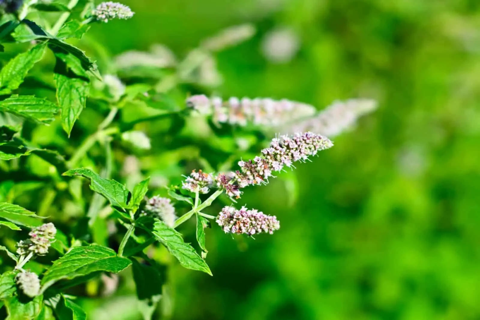 Blossoming of a mint plant in nature