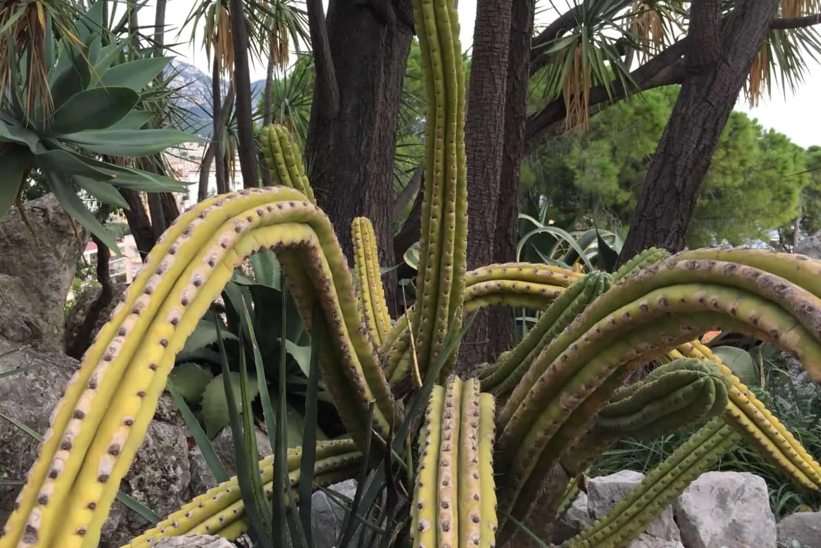 Blue Myrtle Cactus in Exotic Garden