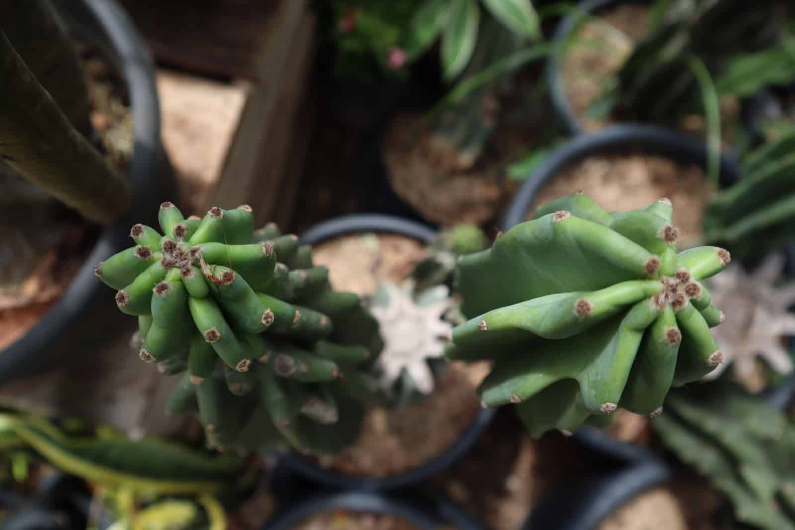 Blue myrtle cactus stem tip appearance