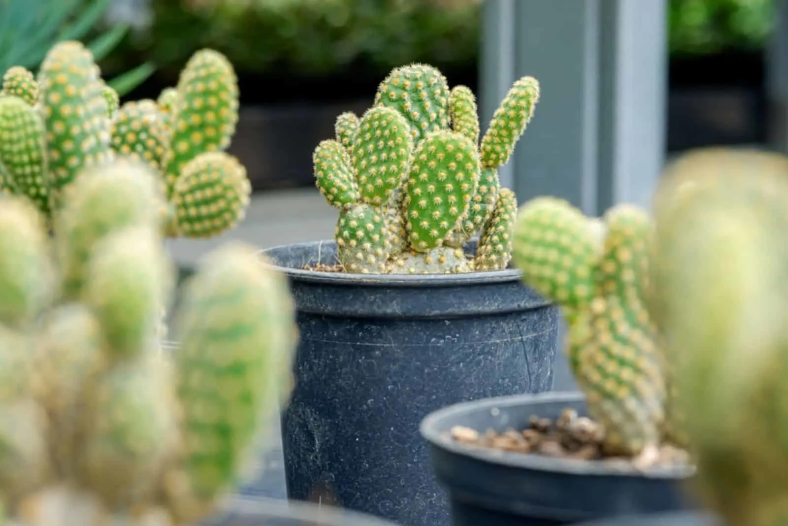 Bunny Ears Cactus in small black pots