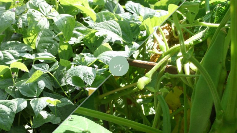 bush bean and pole bean