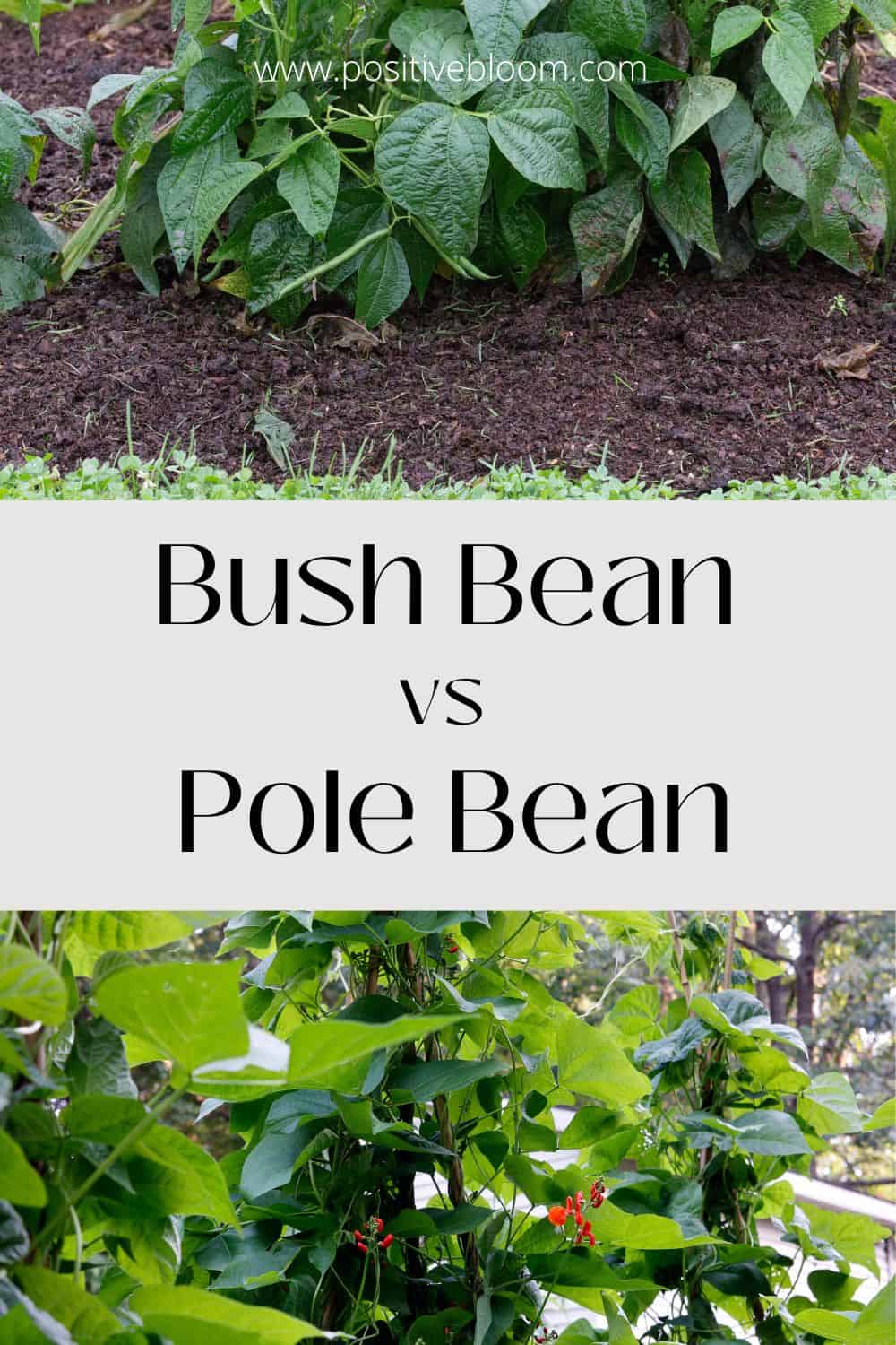 Bush Bean vs Pole Bean: What Is Easier To Grow? Pinterest