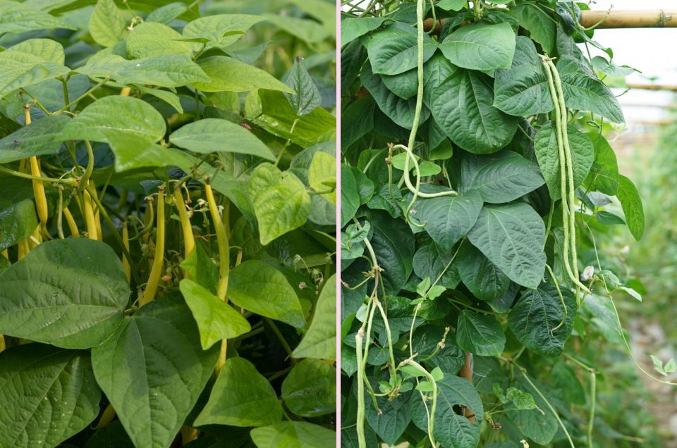 bush-bean-vs-pole-bean-what-is-easier-to-grow