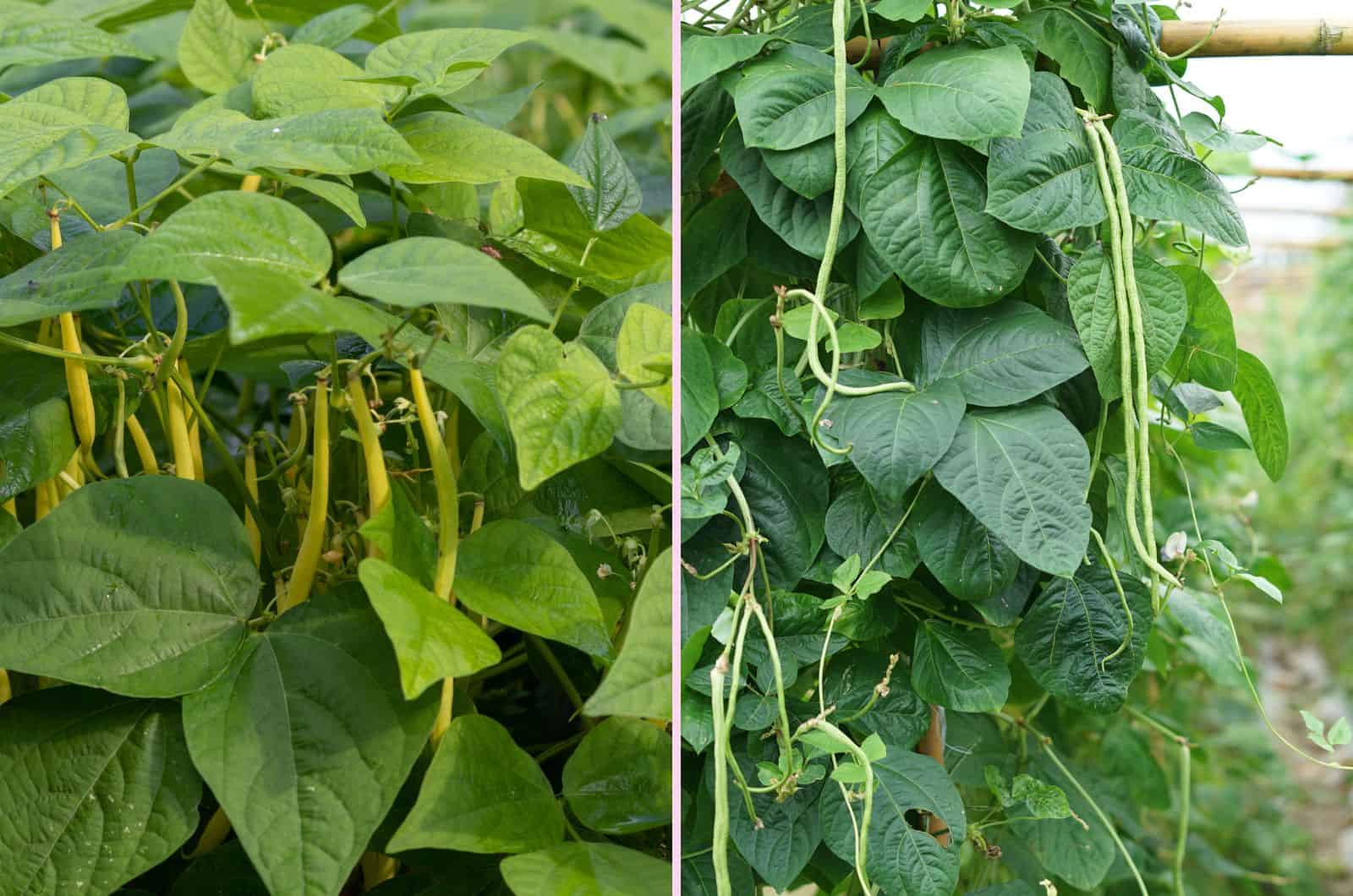 Bush Bean Vs Pole Bean What Is Easier To Grow 