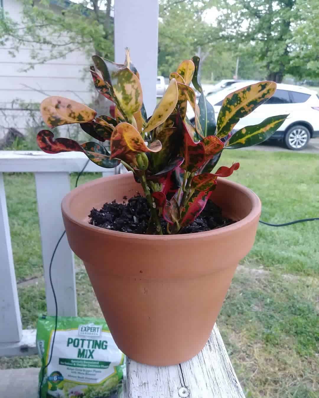 Bush On Fire Croton Plant in a brown pot