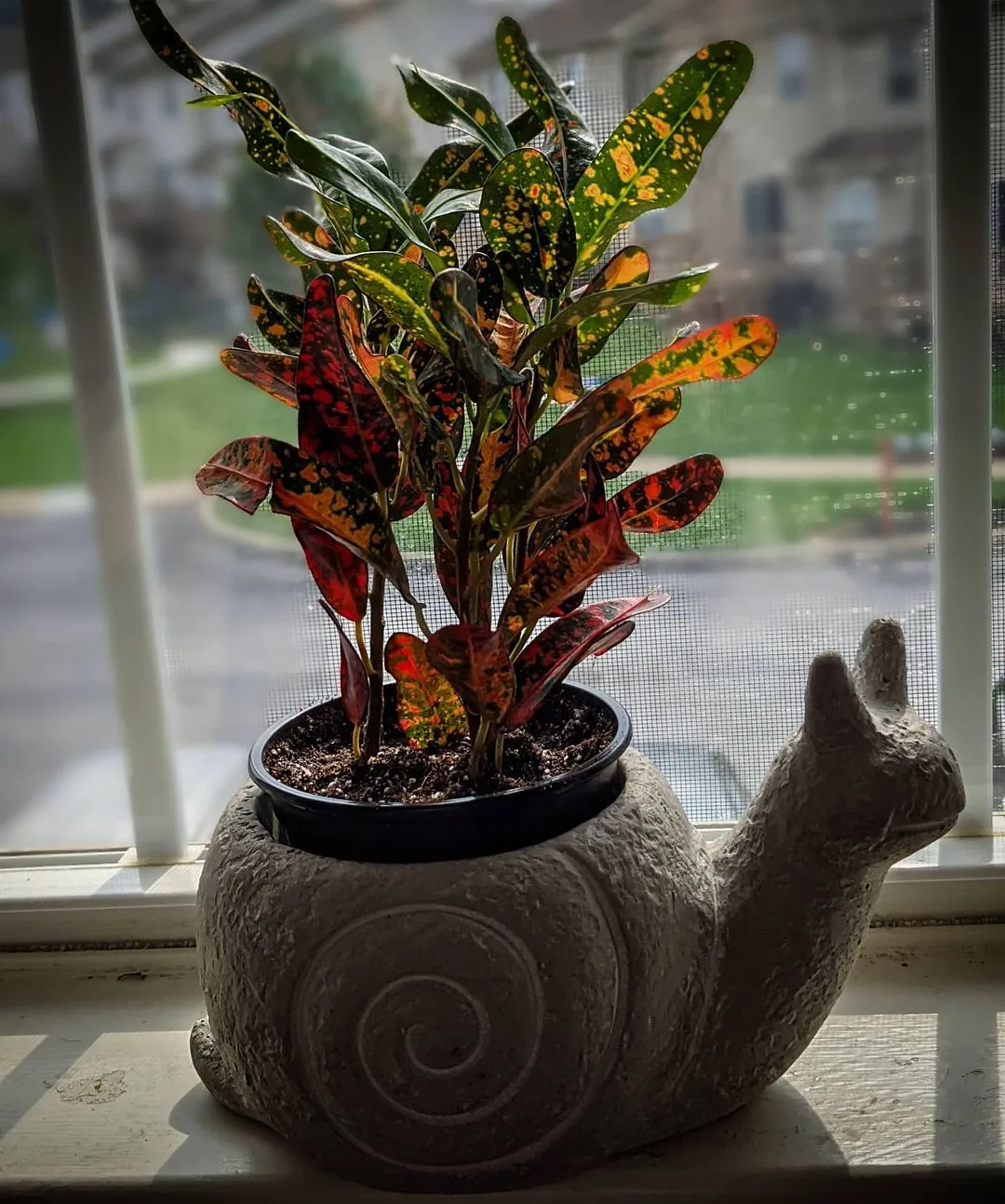 Bush On Fire in a beautiful pot by the window