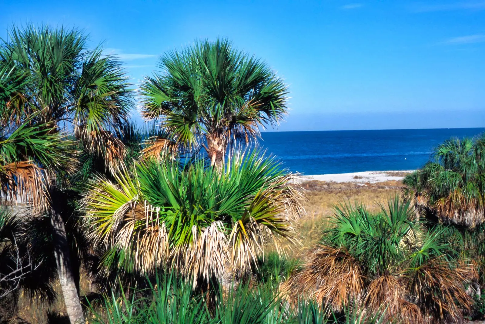Cabbage Palm on the island
