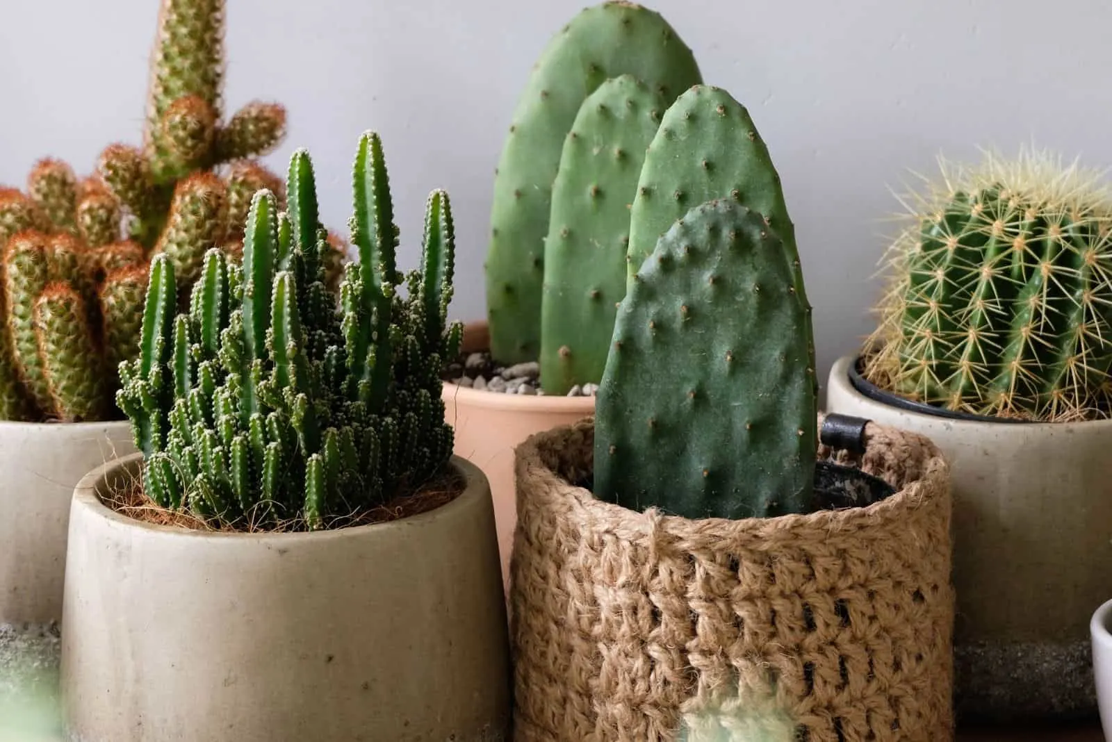 Cacti in small brown pots