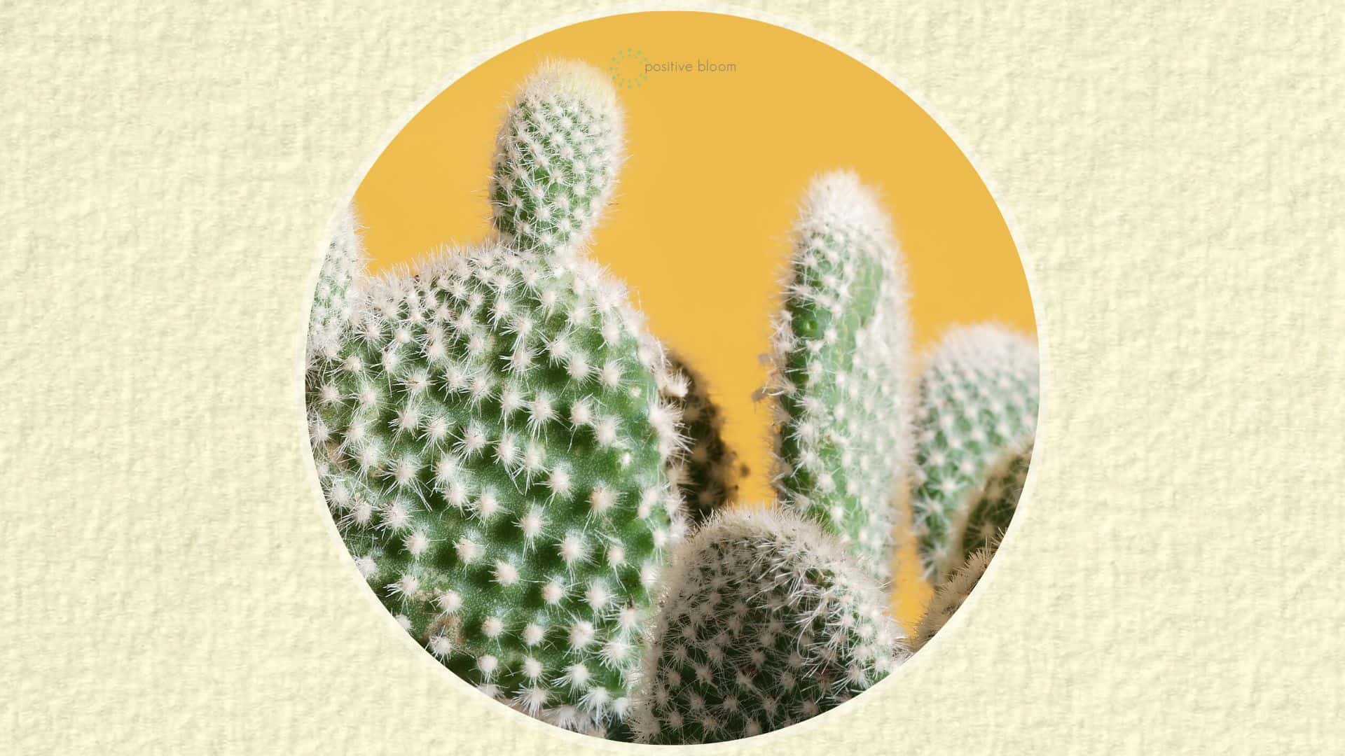 Cactus Etiolation