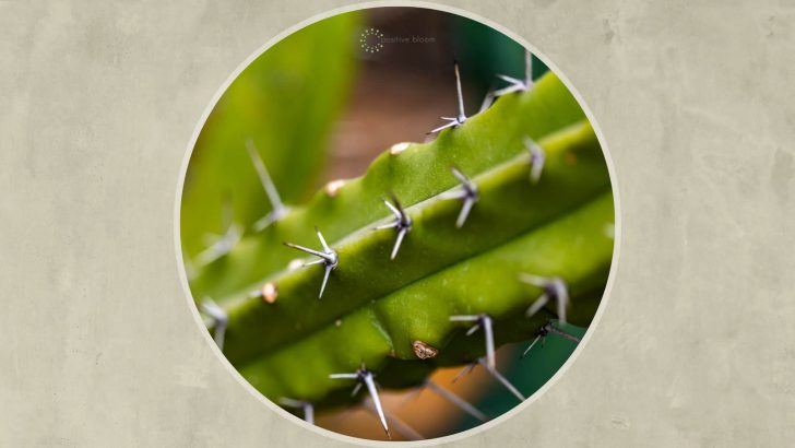 Cactus Produces Sweet Fruits? Meet The Blue Myrtle Cactus