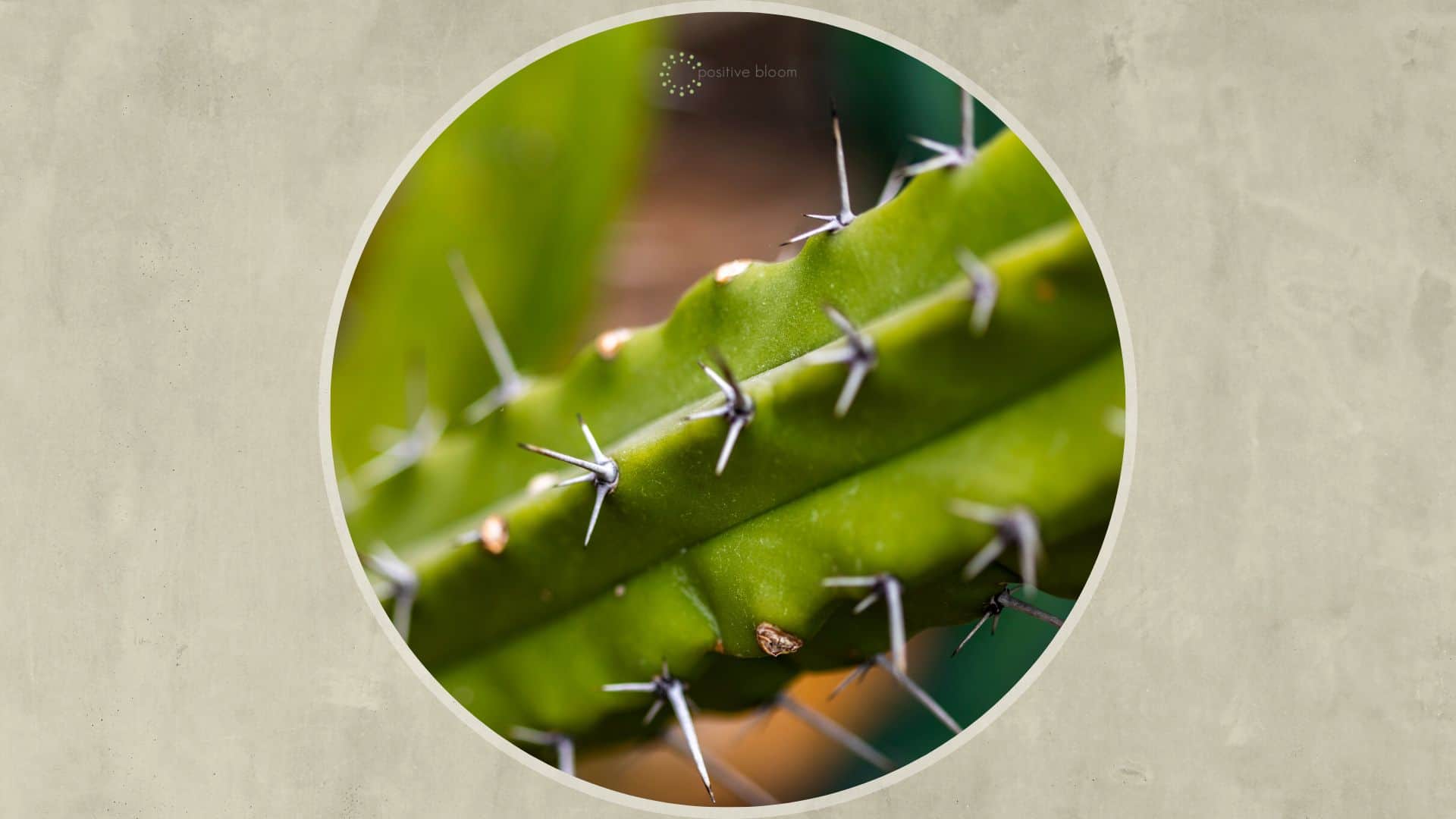 blue myrtle cactus close-up photo