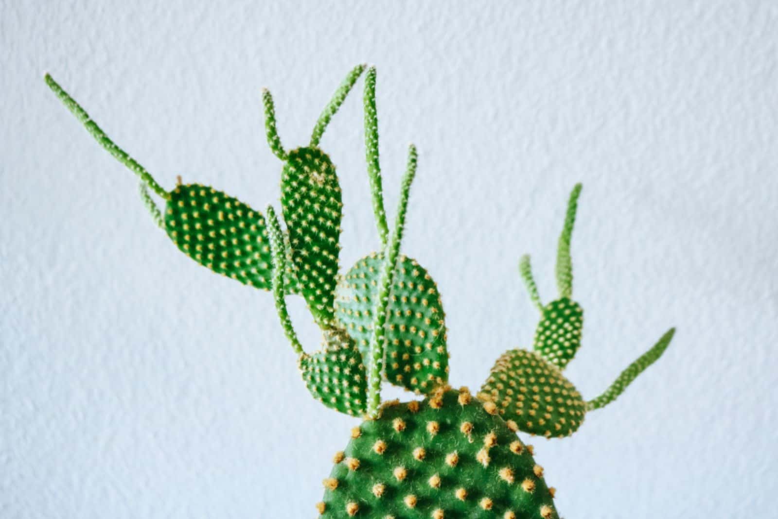Cactus plant developing an Etiolation