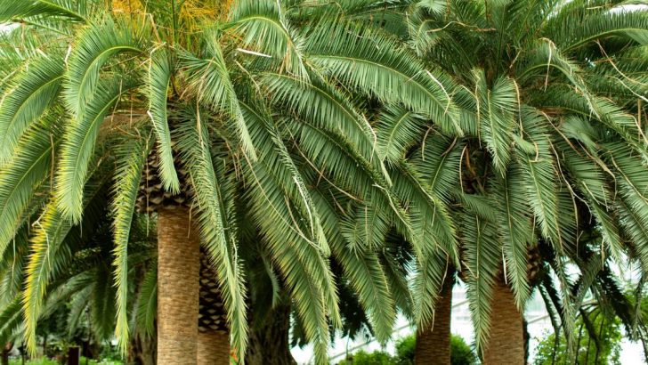 The Best North Carolina Palm Trees For Your Backyard