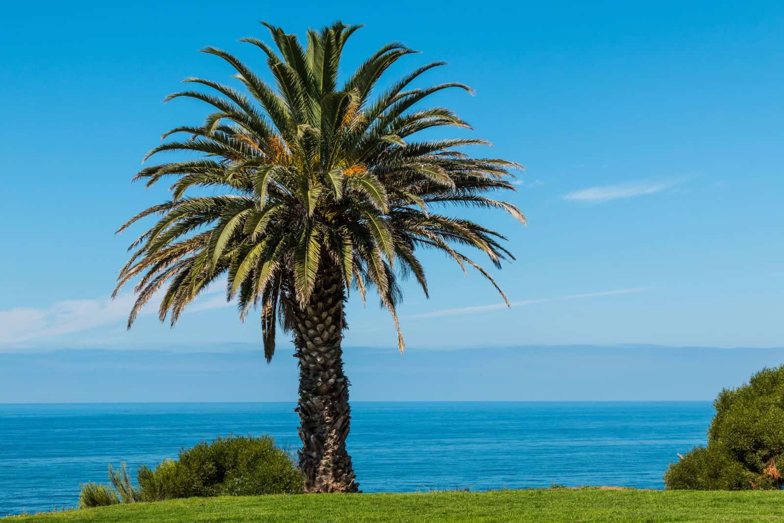 Canary Island Date Palm on lawn