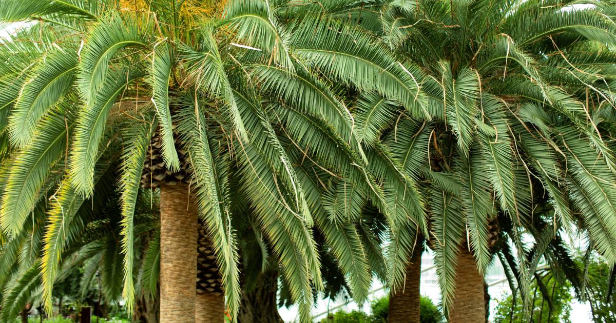 The Best North Carolina Palm Trees For Your Backyard