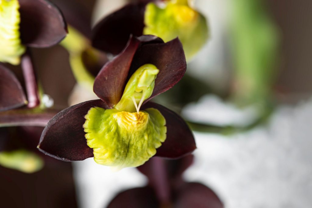 How To Grow And Care For The Swan Orchid (aka Cycnoches)