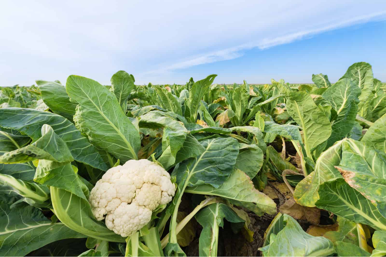 Cauliflower field under the blue sky
