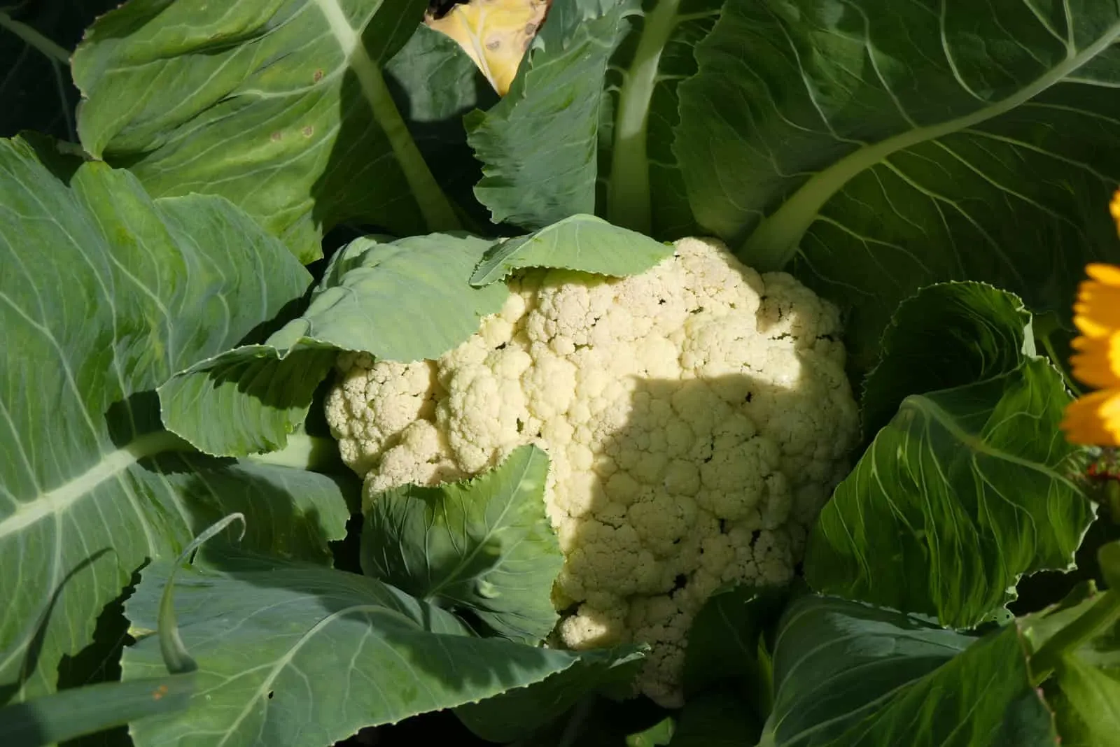 Cauliflower ready to crop in garden in the summer