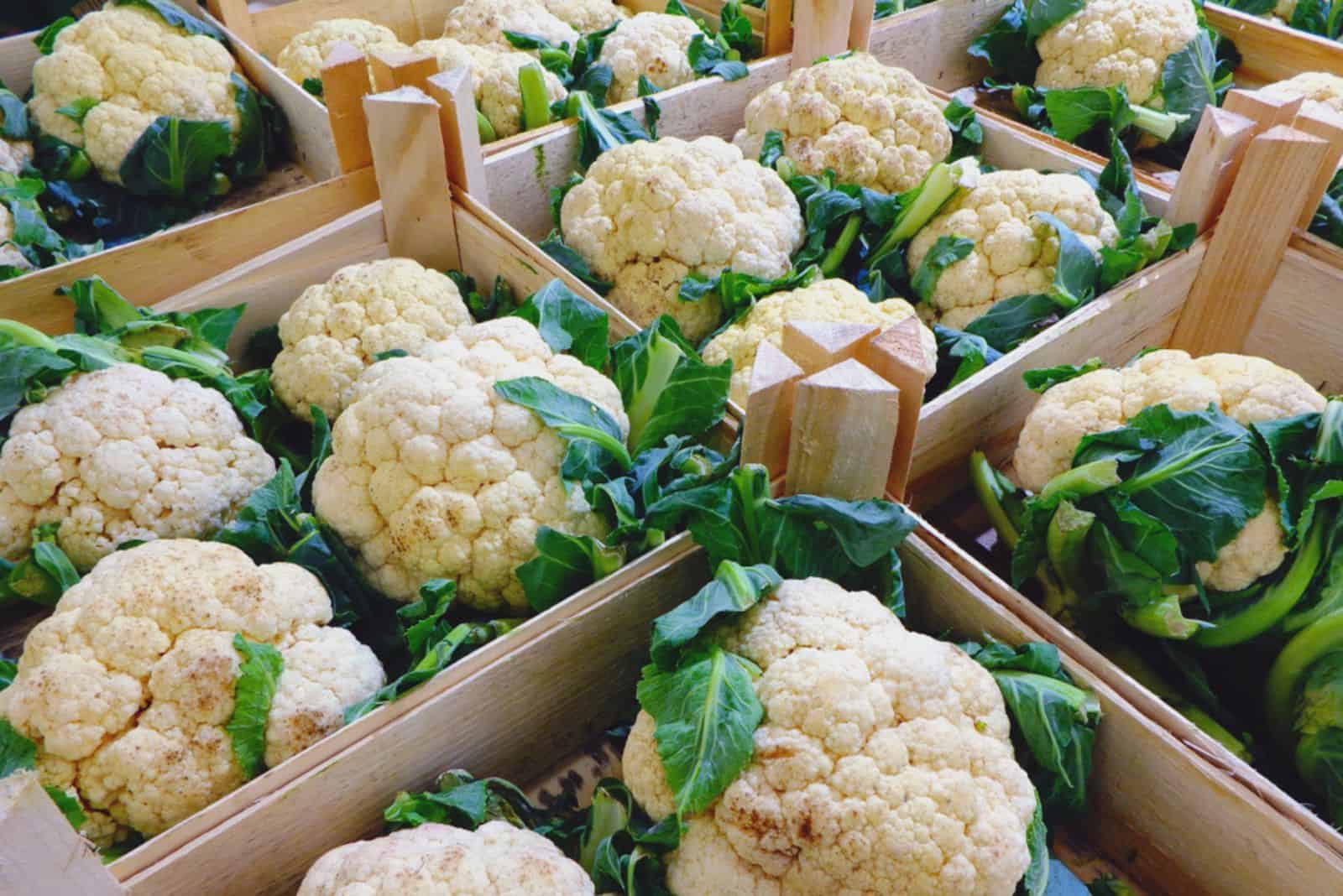 Cauliflowers in wooden boxes