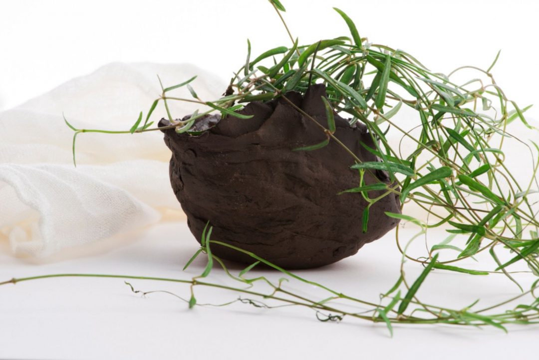 Meet 13 Eye-catching String Plants For Growing Indoors