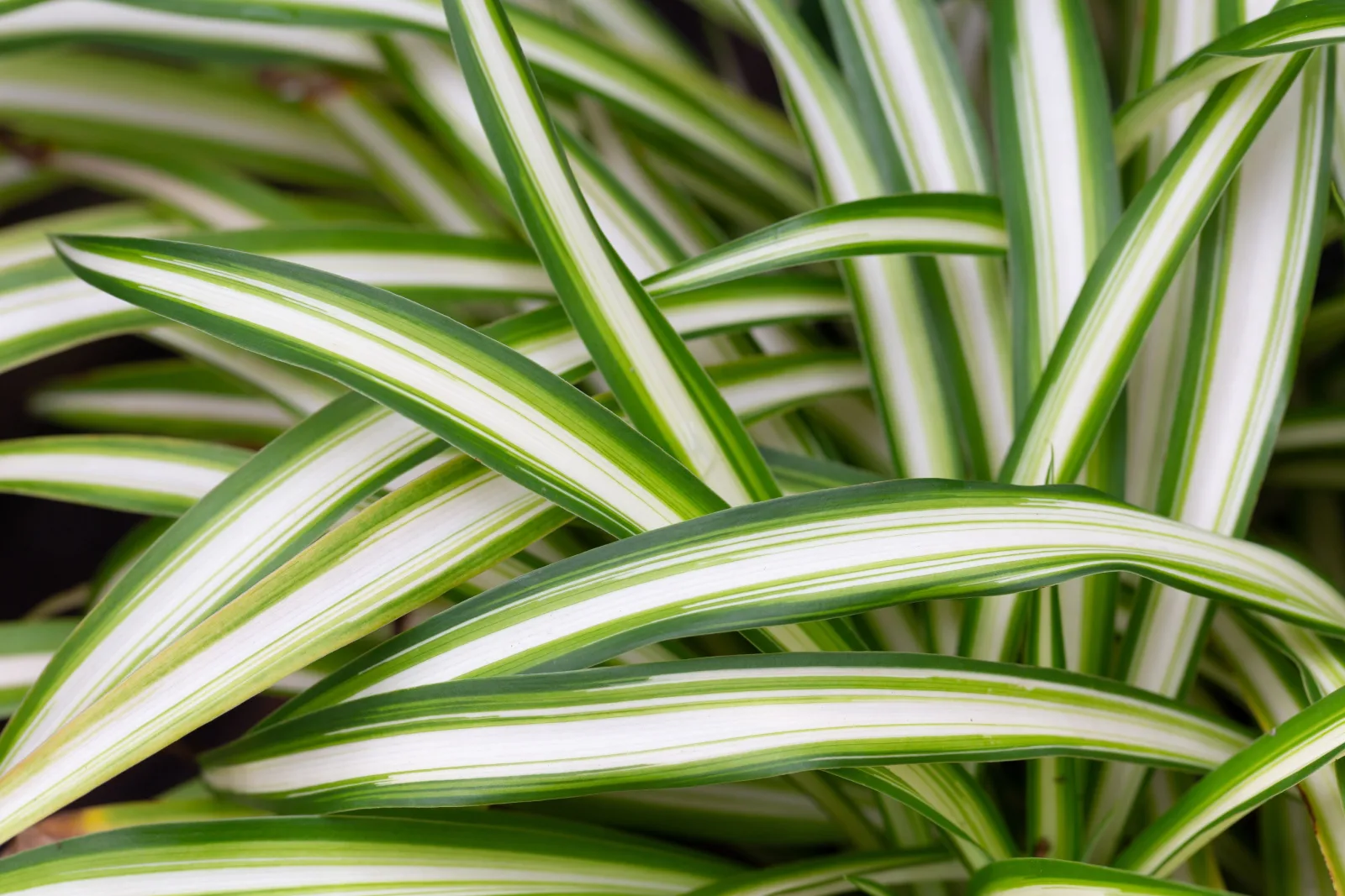 Close-up showing the details of the spider plant leaves