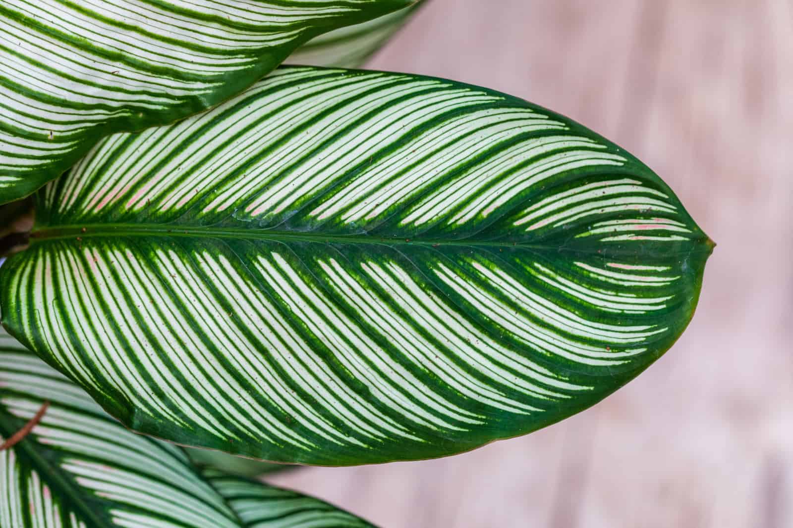 Closeup view on the leaf of Calathea White Star at blurred background