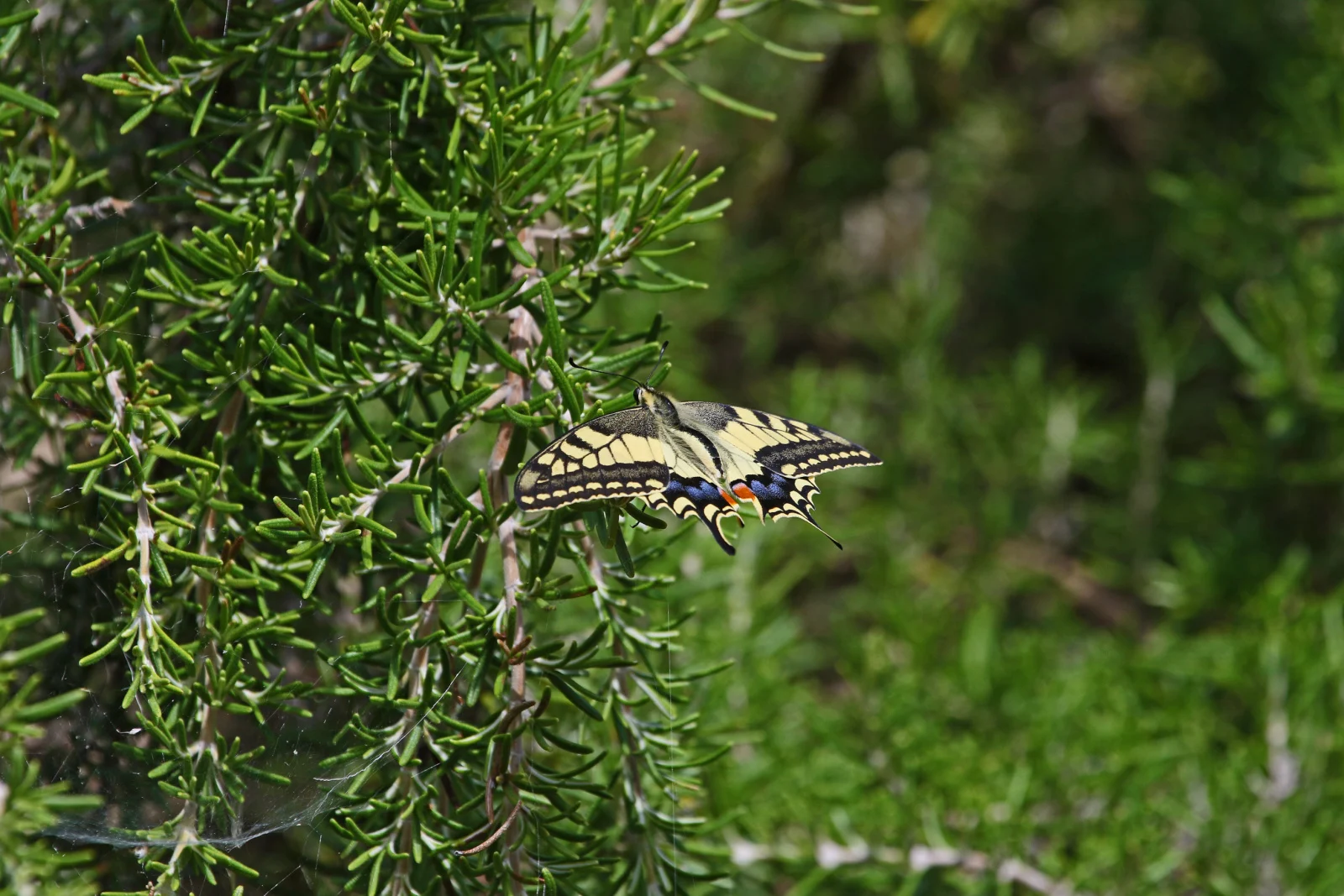 Common swallowtail butterfly Latin papilio machaon feeding on a prostrate rosemary bush Latin rosmarinus officinalis prostratus