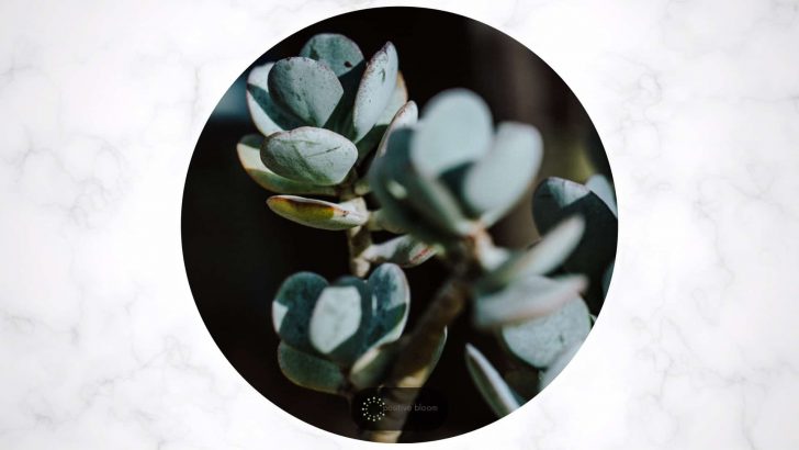 Crassula Arborescens: How To Care For The Silver Jade Plant