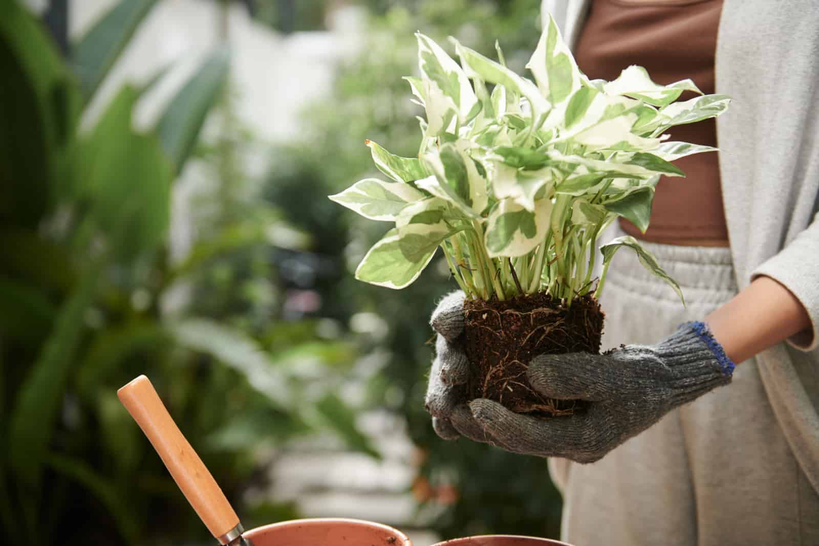 Cropped image of female gardener in textile gloves holding potos plant