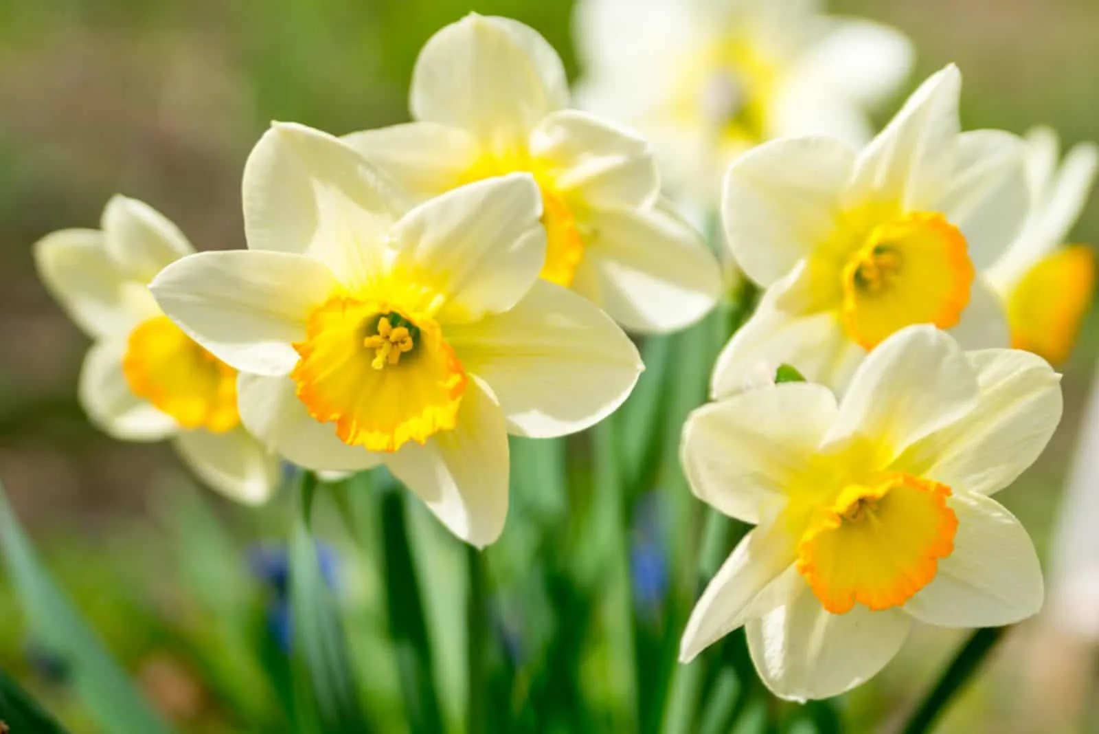 Daffodils in a sunny spring garden