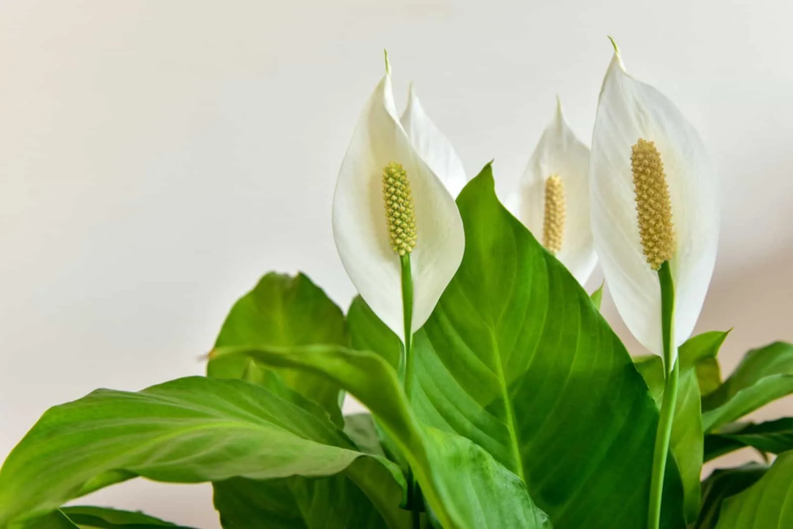 Decorative houseplant Spathiphyllum wallisii. Commonly known as peace lily